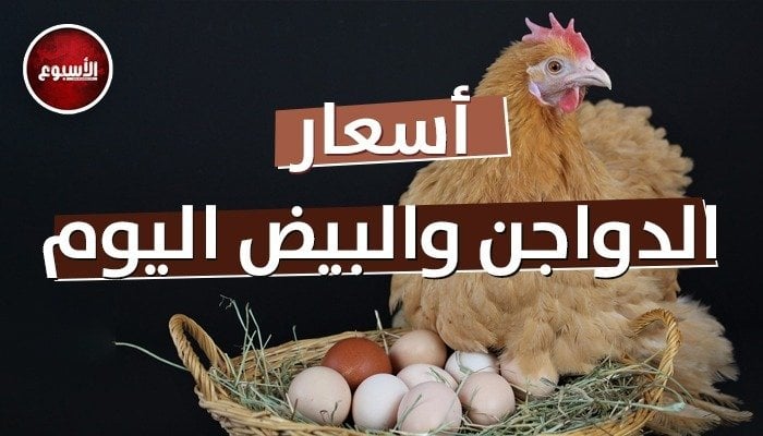 الفراخ البيضاء بكام؟.. أسعار الدواجن والبيض اليوم السبت 15 فبراير 2025